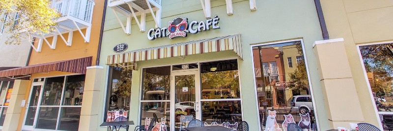 Orlando Cat Café Franchise