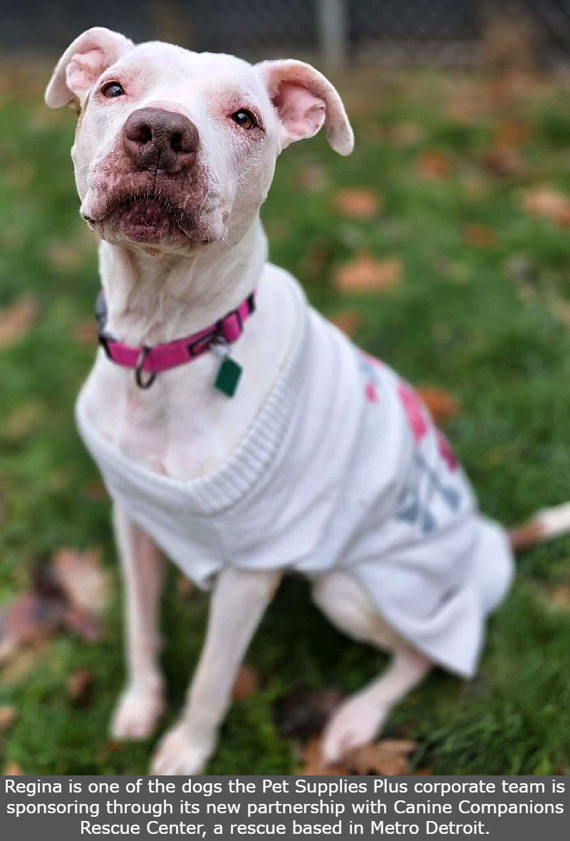 Regina is one of the dogs the Pet Supplies Plus corporate team is sponsoring through its new partnership with Canine Companions Rescue Center, a rescue based in Metro Detroit.