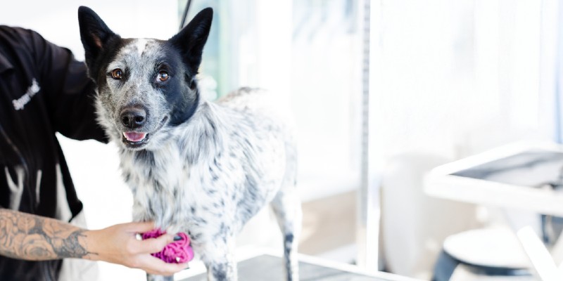 sparkle grooming co. franchise opportunities DFW