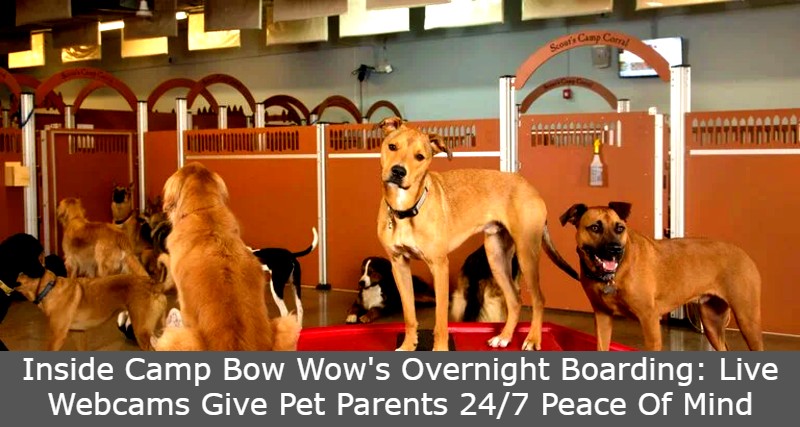 Inside Camp Bow Wow's Overnight Boarding Live Webcams Give Pet Parents 24/7 Peace Of Mind